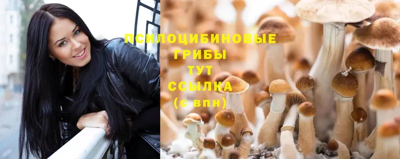 как найти закладки  Белоусово  Псилоцибиновые грибы Psilocybe 